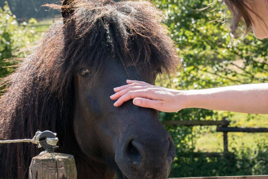 shiatsu cheval