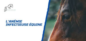 Lire la suite à propos de l’article Tout savoir sur l’anémie infectieuse équine