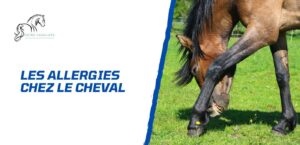 Lire la suite à propos de l’article Comment gérer les allergies chez le cheval?