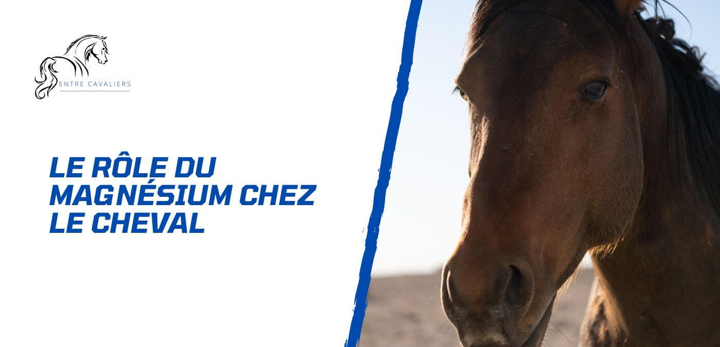 You are currently viewing Le magnésium – Un nutriment clé dans l’alimentation du cheval