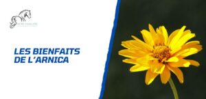 Lire la suite à propos de l’article Comment utiliser l’arnica pour le bien-être du cheval?