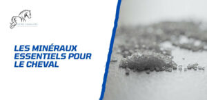 Lire la suite à propos de l’article Comment gérer les minéraux pour la santé du cheval?