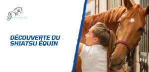 Lire la suite à propos de l’article Découverte du shiatsu équin – Pour le bien-être du cheval
