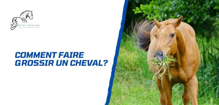 comment faire grossir un cheval