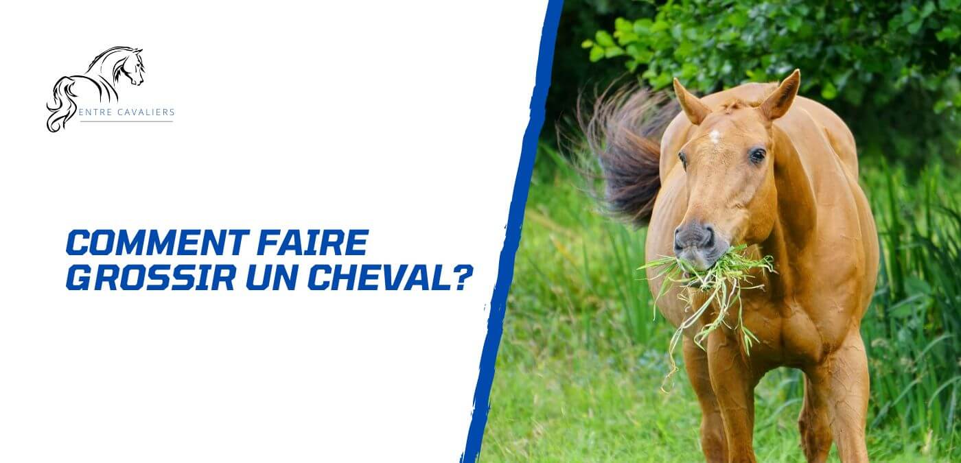 You are currently viewing Comment faire grossir un cheval? 5 aliments à donner