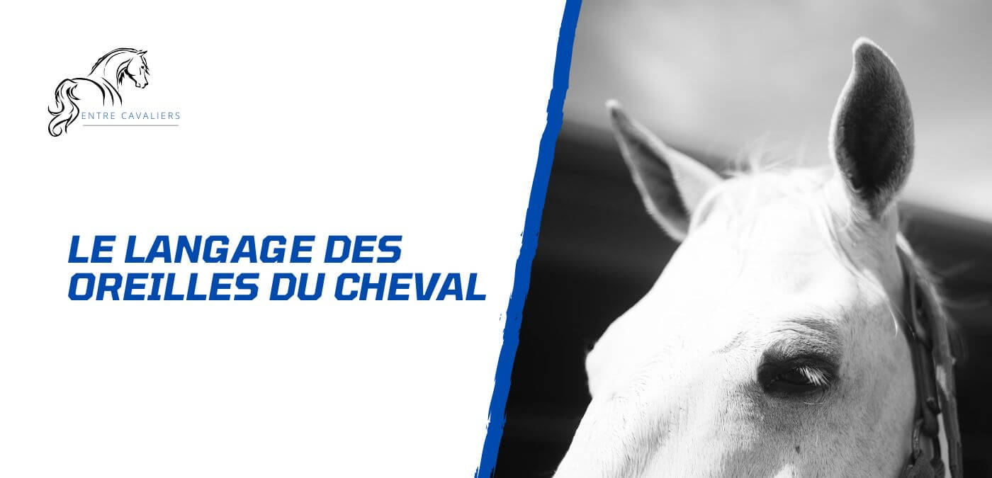 You are currently viewing Comprendre le langage des oreilles du cheval