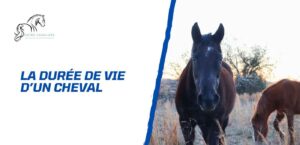 Lire la suite à propos de l’article Quelle est la durée de vie d’un cheval?