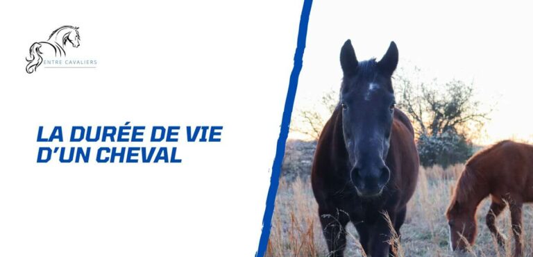 durée de vie d'un cheval