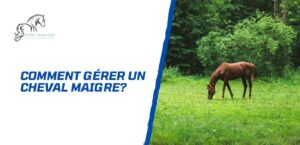 Lire la suite à propos de l’article Comment gérer un cheval maigre? La note d’état corporel