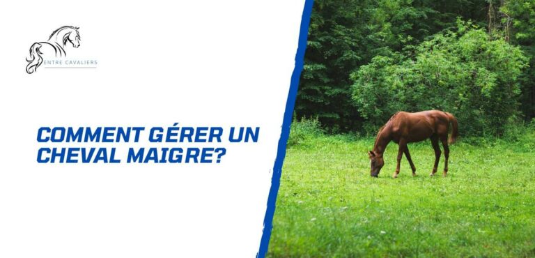 cheval maigre