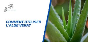 Lire la suite à propos de l’article Comment utiliser l’aloe vera pour améliorer la santé du cheval?