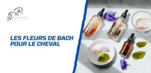 Lire la suite à propos de l’article Comment utiliser les fleurs de Bach pour le bien-être du cheval?