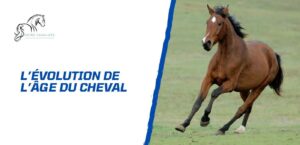 Lire la suite à propos de l’article L’évolution de l’âge du cheval – Du poulain au senior