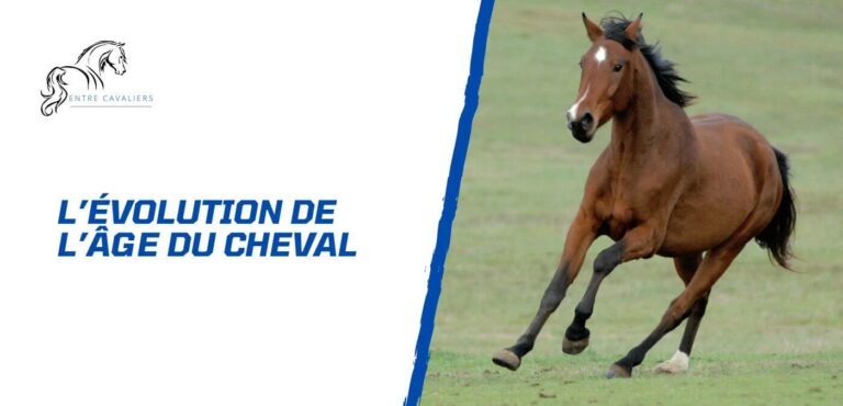 age cheval