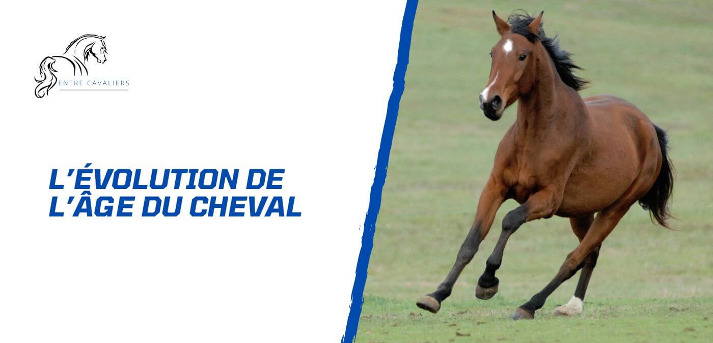 You are currently viewing L’évolution de l’âge du cheval – Du poulain au senior