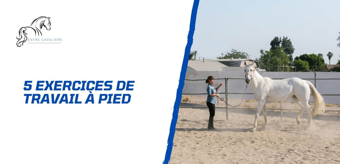 You are currently viewing 5 exercices de base de travail à pied du cheval