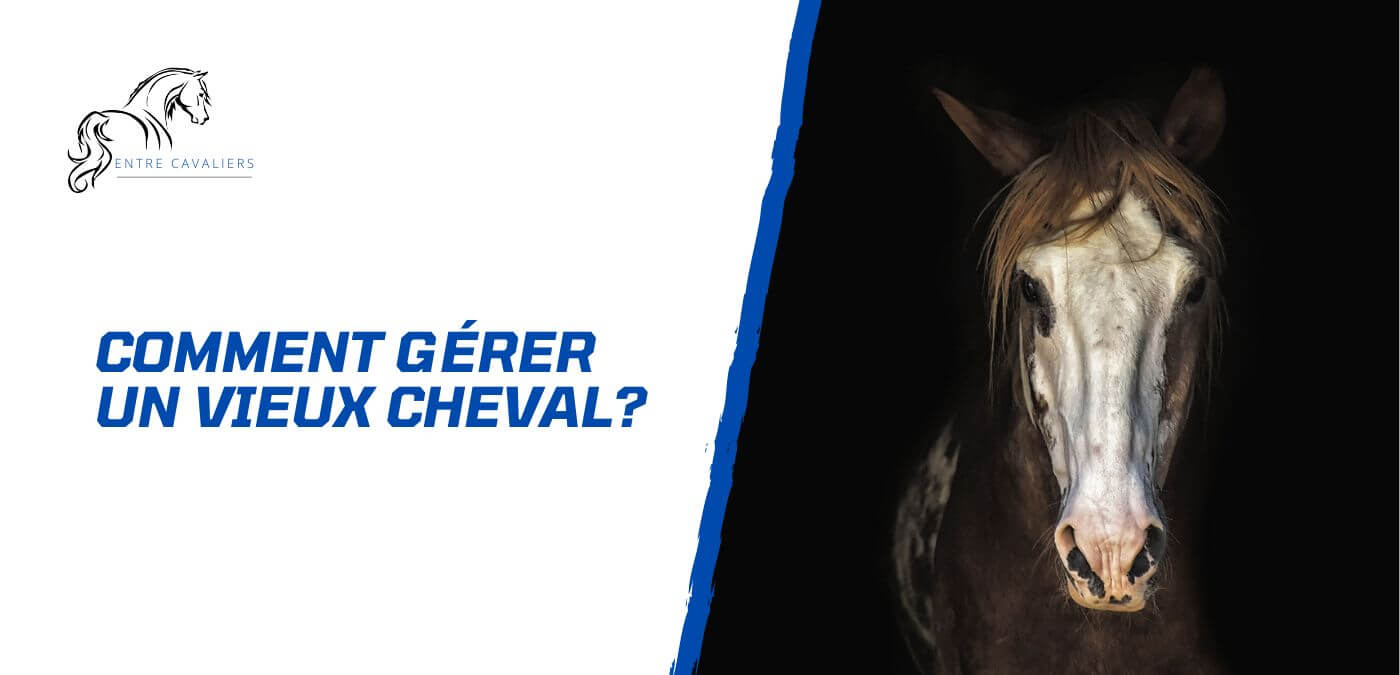 You are currently viewing Comment gérer un vieux cheval? Conseils pratiques