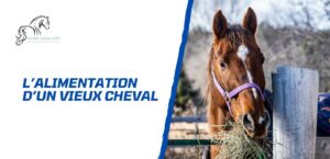 Lire la suite à propos de l’article L’alimentation du vieux cheval – 6 conseils d’experts