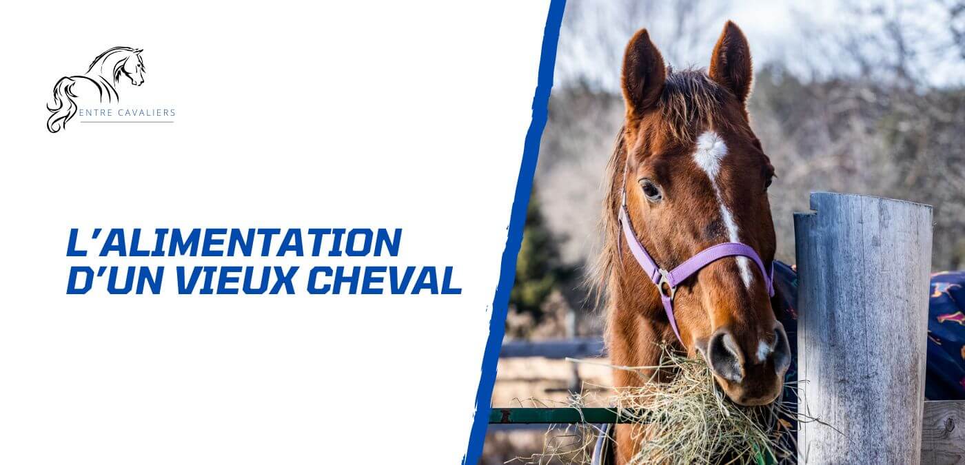 You are currently viewing L’alimentation du vieux cheval – 6 conseils d’experts