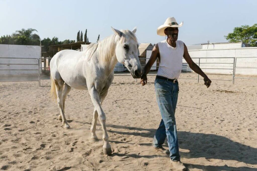 travail à pieds cheval