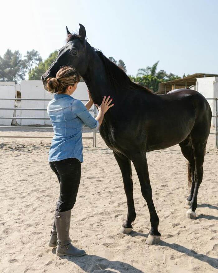 exercice travail à pied cheval