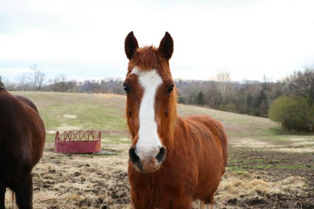 vieux cheval