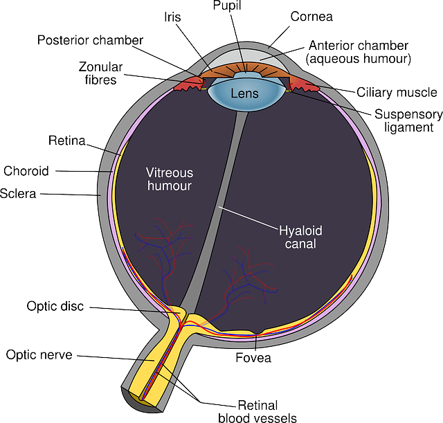 anatomie œil