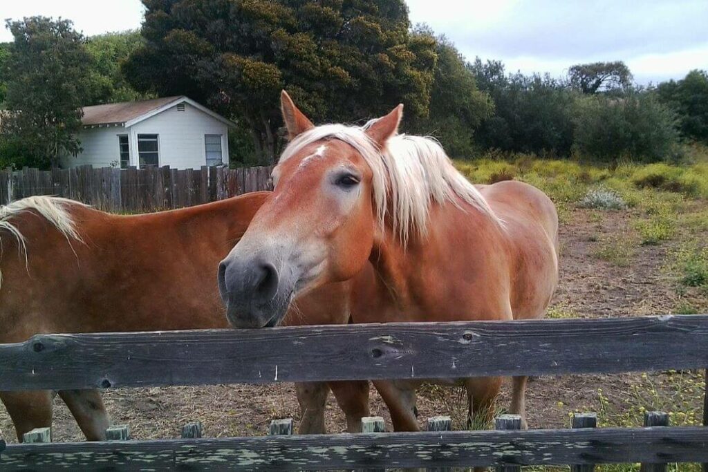 cheval qui tique