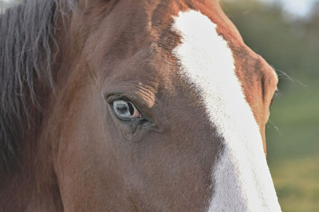 chevaux yeux bleus