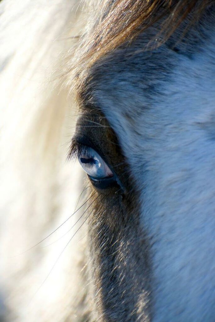 cheval yeux bleu