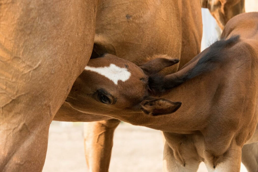 colostrum poulain