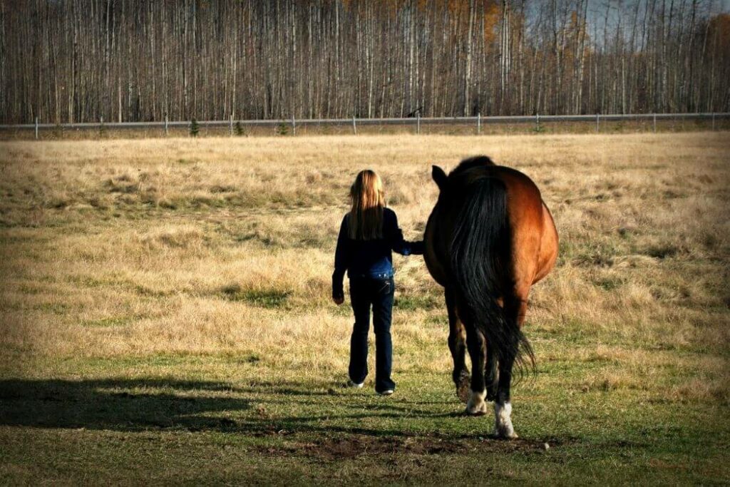 contrat demi pension cheval