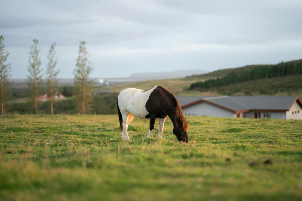 herbe cheval