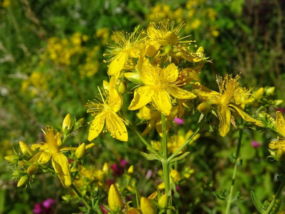 millepertuis plante toxique pour chevaux