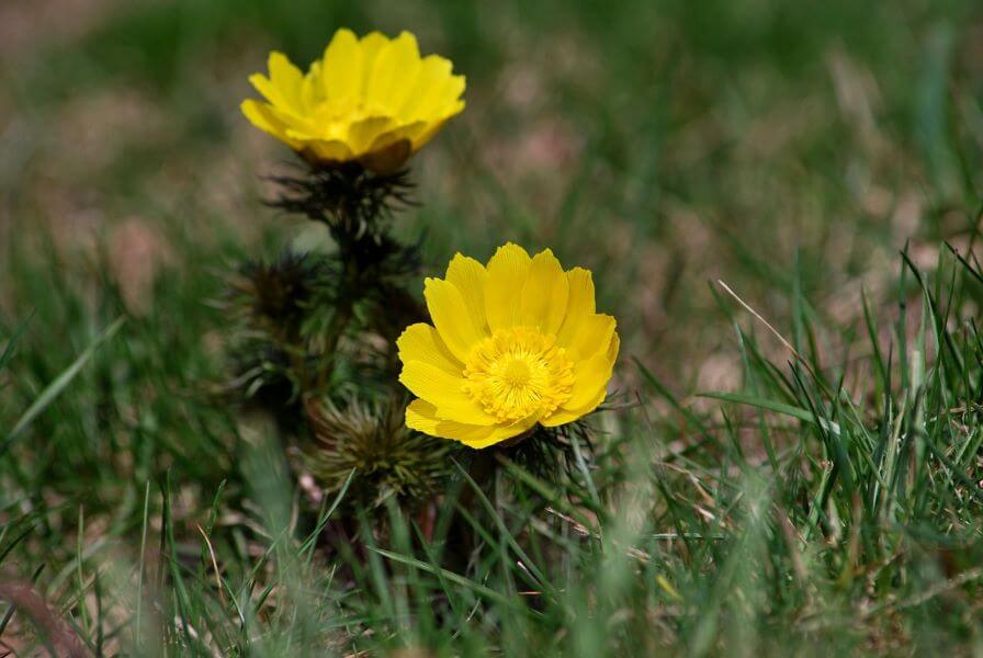 adonis plantes toxiques chevaux