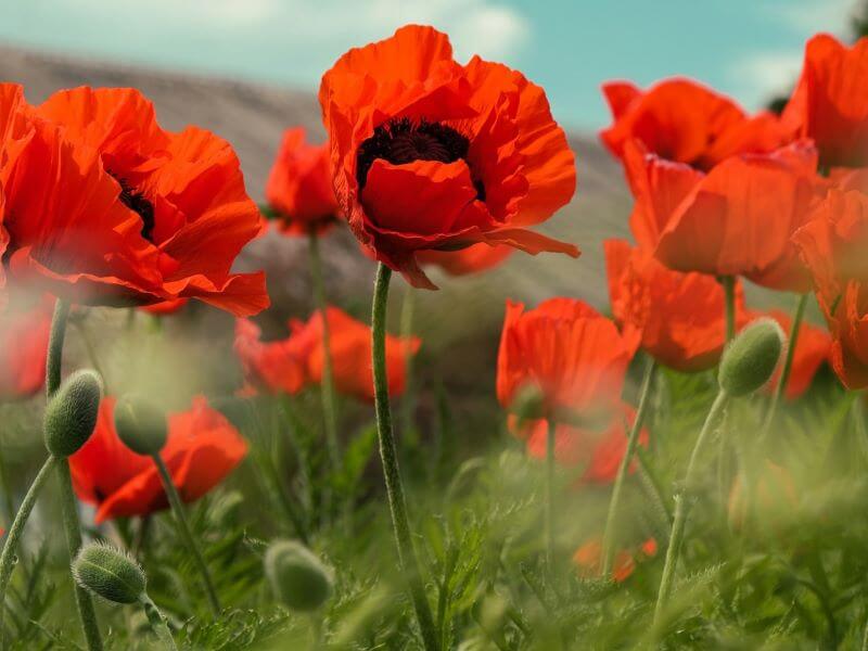 coquelicot