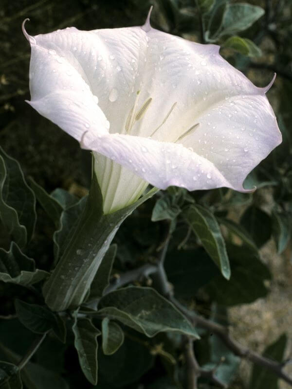 plante datura