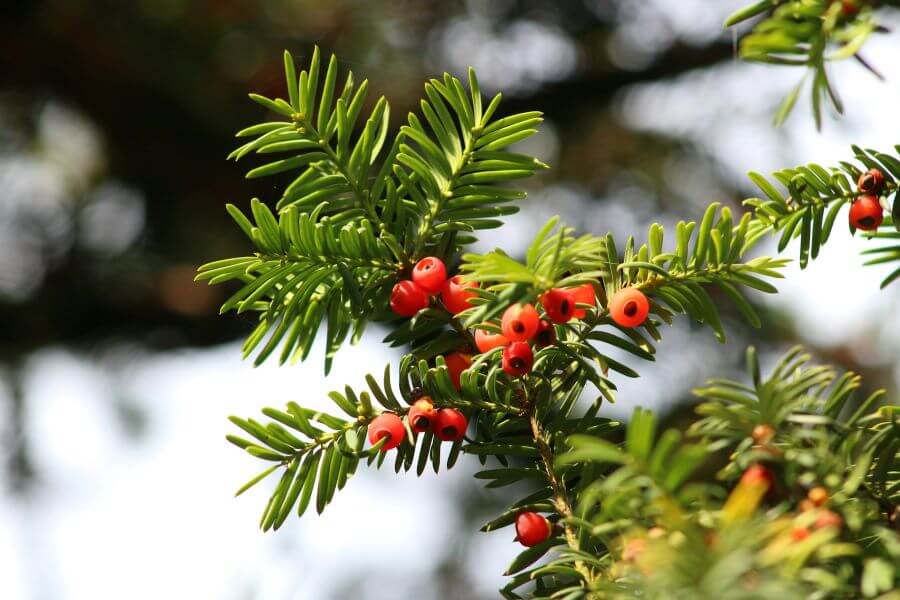 plantes toxiques chevaux If