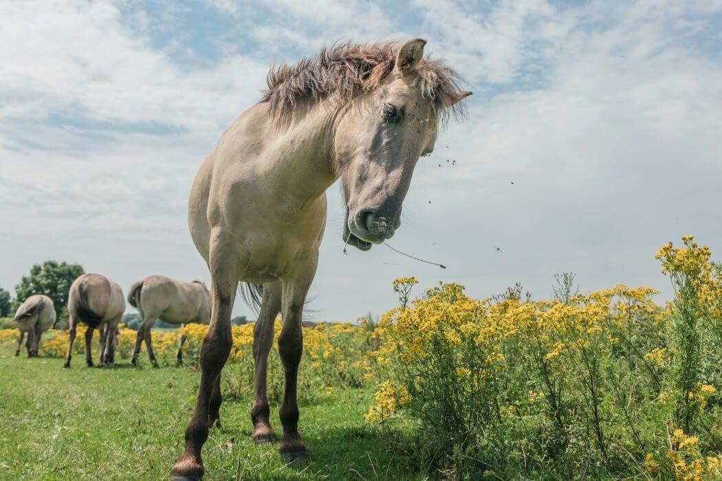 séneçon chevaux