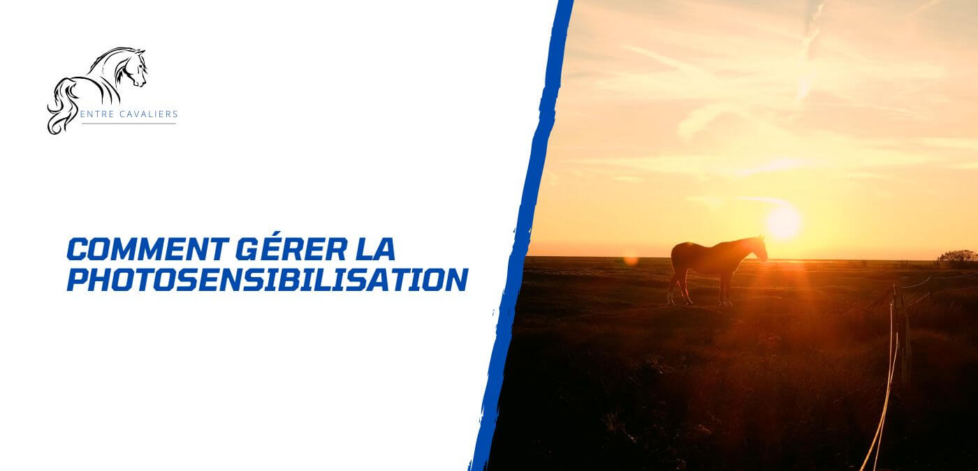 You are currently viewing Comment gérer la photosensibilisation chez le cheval?