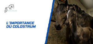 Lire la suite à propos de l’article Pourquoi le colostrum est-il si important pour le poulain?