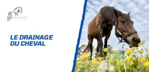 Lire la suite à propos de l’article Comment faire un drainage à un cheval?