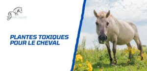 Lire la suite à propos de l’article Les plantes toxiques pour le cheval à connaître absolument