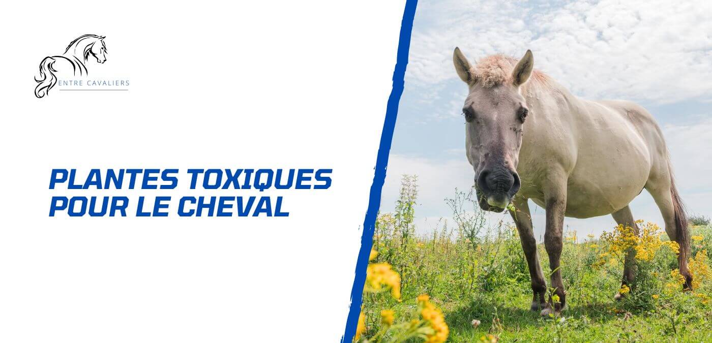 You are currently viewing Les plantes toxiques pour le cheval à connaître absolument