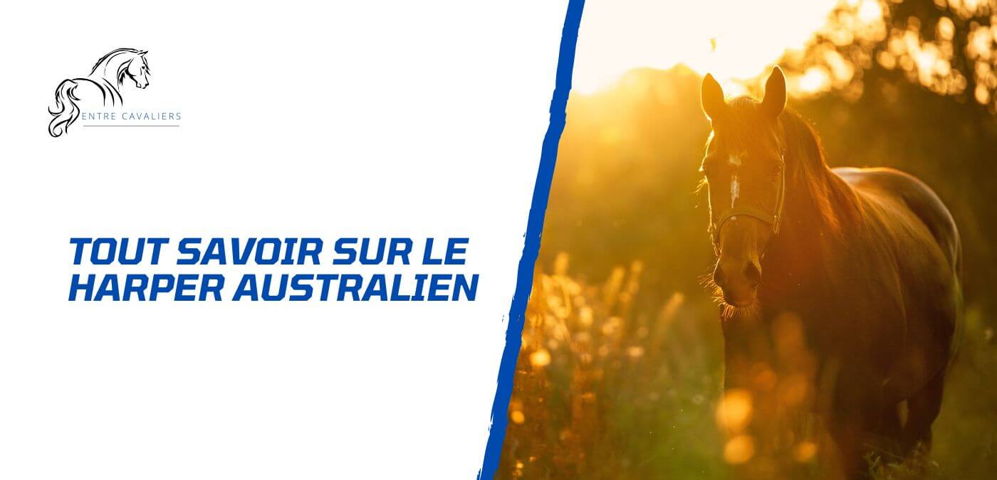 You are currently viewing Tout savoir sur le harper australien chez le cheval