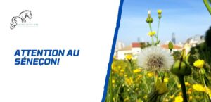 Lire la suite à propos de l’article Attention au séneçon avec votre cheval!
