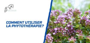 Lire la suite à propos de l’article Comment utiliser la phytothérapie pour la santé du cheval?