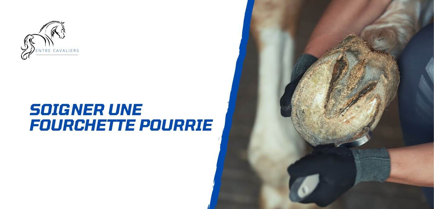 You are currently viewing Comment soigner une fourchette pourrie d’un cheval?