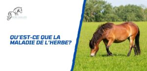 Lire la suite à propos de l’article Tout savoir sur la maladie de l’herbe chez le cheval