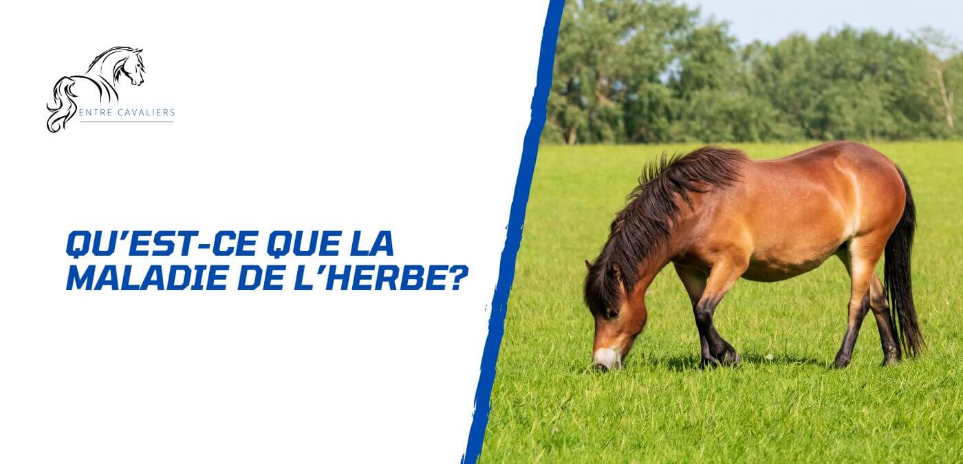 You are currently viewing Tout savoir sur la maladie de l’herbe chez le cheval